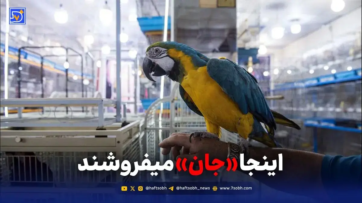 تماشا کنید: اینجا «جان» می‌فروشند