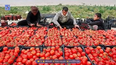 توقف فروش میوه و سبزی با کالابرگ / کالابرگ 2 برابر میشود؟