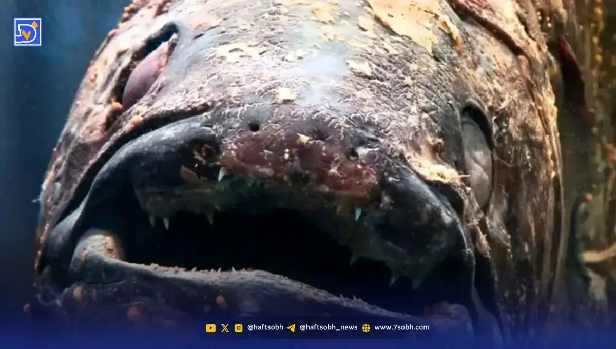 بازمانده دایناسورها زنده شکار شد!