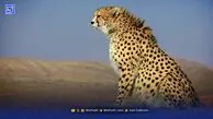 تلف شدن توله پلنگ ایرانی در بشاگرد / اعزام فوری تیم محیط زیست پس از گزارش جوامع محلی