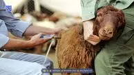 آیا «تب برفکی» از گوشت و شیر به انسان منتقل می‌شود؟