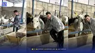 مزرعه پرورش الاغ