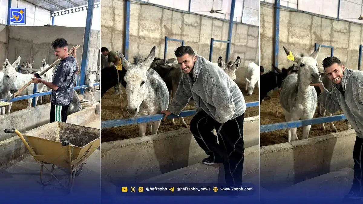 مزرعه پرورش الاغ