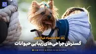 زیبایی به قیمت رنج؛ جراحی‌هایی که حیوان را لال، بی‌دفاع و بی‌احساس می‌کند