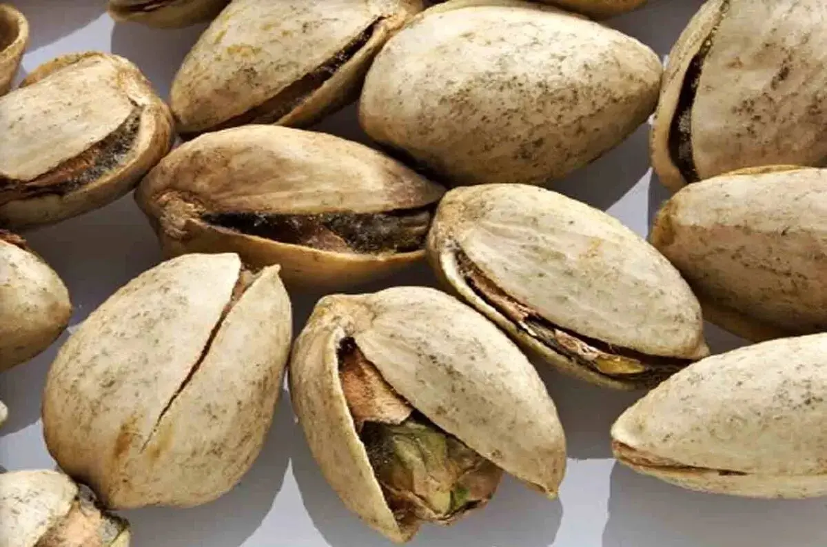 کانادا برای پسته ایران حرف و حدیث ساخت!