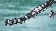 هواشناسی ایران1404/9/24؛هشدار قرمز هواشناسی برای 4 استان/برف و باران کشور را فرا می‌گیرد