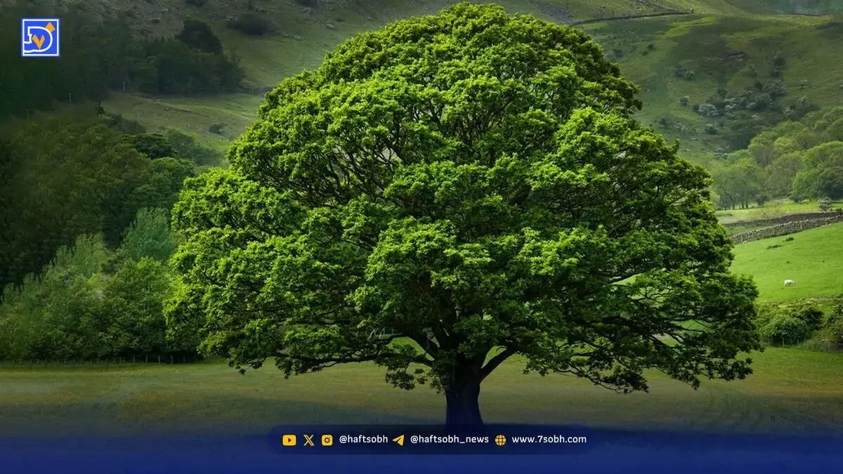 گستره میراث طبیعی ایران وسیع‌تر شد | شمار درختان کهنسال به 2141 اصله رسید