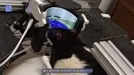 دانشمندان به موش‌ها DOOM بازی کردن را یاد داده‌اند