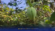 مبارزه با زیبای مرگ‌آور