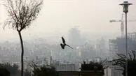 هوای تهران نمره قبولی نگرفت/ ناسالم برای این گروه‌ها