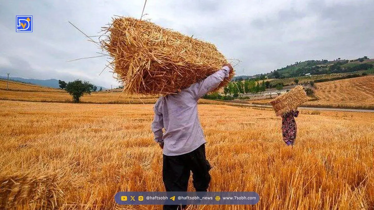 گندمکاران بخوانند؛ قیمت گندم افزایش یافت؟
