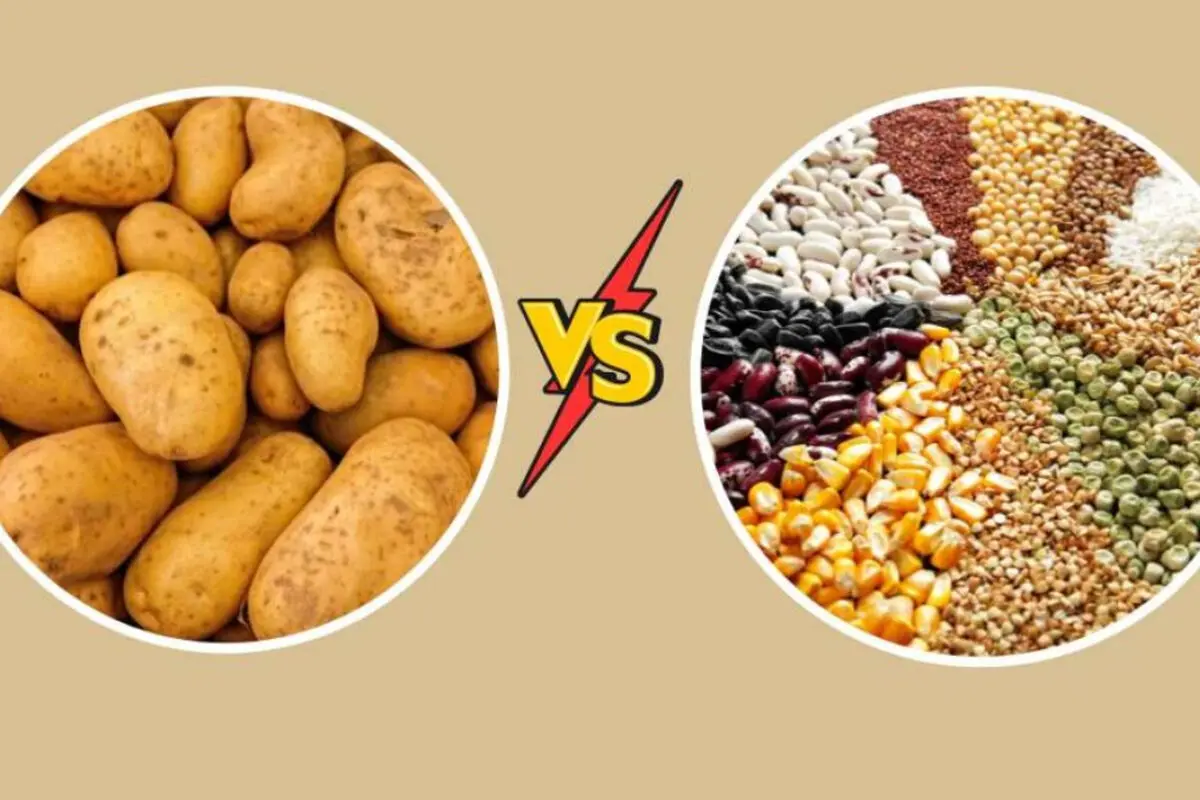 سیب زمینی و غلات می‌توانند جایگزین یکدیگر باشند؟