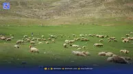 سرمایه‌گذاری ۲۰۱ تومانی برای هر هکتار