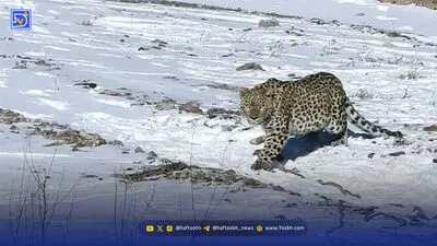 پشت پرده حضور پلنگ در پناهگاه حیات وحش خارو