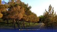 کاج‌ها به اقلیم ایران نه می‌گویند