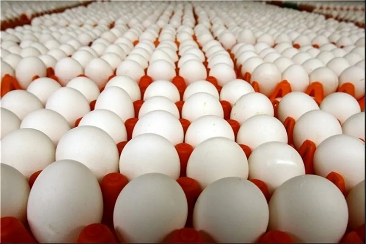 قیمت باورنکردنی مرغ و تخم مرغ پس از حذف ارز ترجیحی