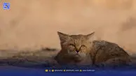 تصویربرداری از یک قلاده گربه شنی در منطقه حفاظت شده پطرگان زیرکوه