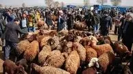 رکوردشکنی قیمت دام زنده/گوشت قرمز در مرز ۲میلیون