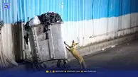 هشدار درباره ‌انگل‌ خطرناک لیشمانیو‌ز