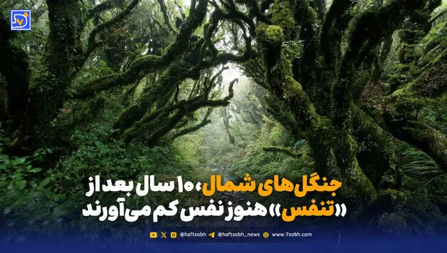 جنگل‌های شمال، ۱۰ سال بعد از «تنفس» هنوز نفس کم می‌آورند