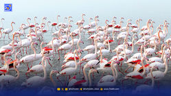 پرواز جادویی میانکاله