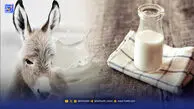 شیر الاغ؛ از یک خوراکی عجیب تا گنجینه‌ای از خواص تغذیه‌ای