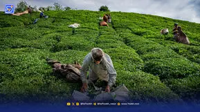 کشت غیراصولی، خاک را‌ بر باد ‌می‌دهد