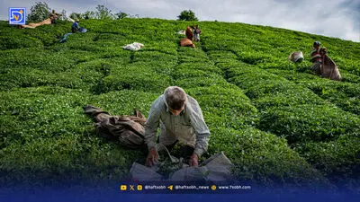 کشت غیراصولی، خاک را‌ بر باد ‌می‌دهد