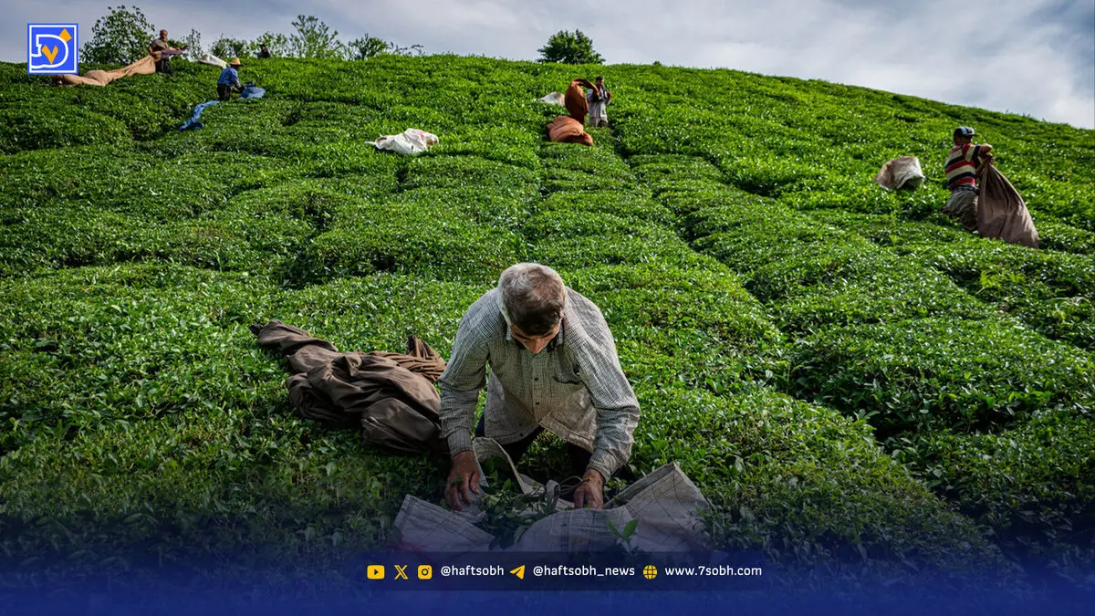 کشت غیراصولی، خاک را‌ بر باد ‌می‌دهد