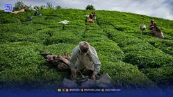 کشت غیراصولی، خاک را‌ بر باد ‌می‌دهد