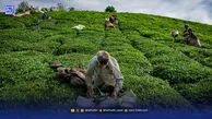 کشت غیراصولی، خاک را‌ بر باد ‌می‌دهد
