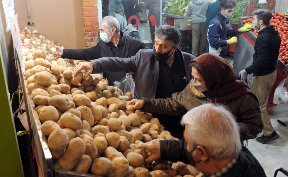 سیبزمینی برای تنظیم بازار آغاز شد