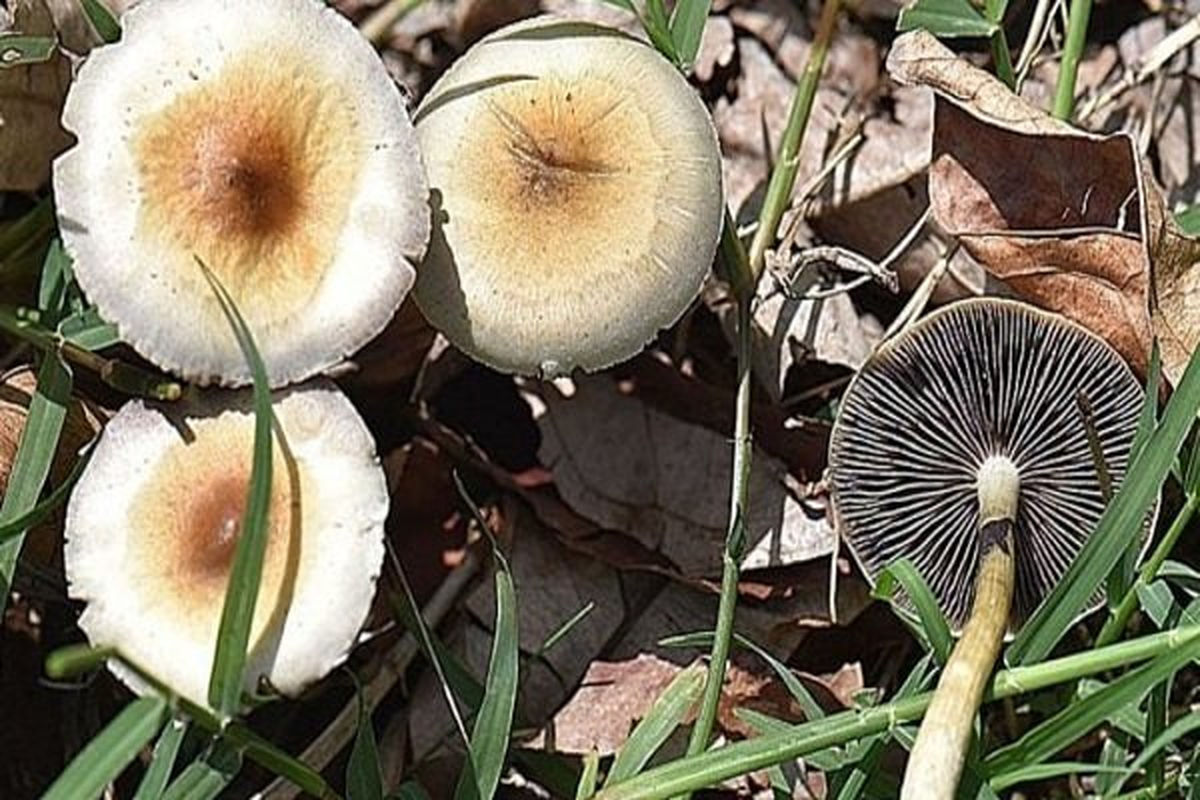 مسمومیت با قارچ‌های خودرو تهدیدی جدی در فصل بهار