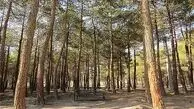  کاشت ۳۵ هزار اصله درخت در بوستان چیتگر تا اردیبهشت سال آینده 