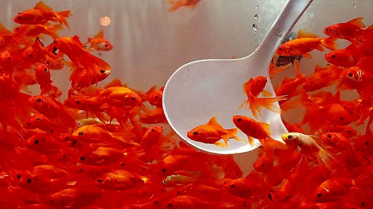 کار های ممنوعه در سیزده بدر