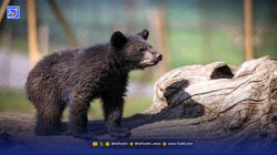 پردیسان، بازپروری در مکان اشتباه | سرنوشت توله خرس پردیسان