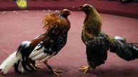 تیراندازی مرگبار در مراسم «جنگ‌اندازی خروس‌ها
