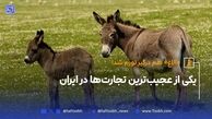 «الاغ» هم درگیر تورم شد‌! 