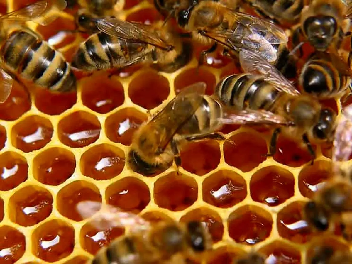 چطور در ۵ ثانیه عسل تقلبی را بشناسیم؟