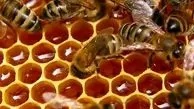 چطور در ۵ ثانیه عسل تقلبی را بشناسیم؟