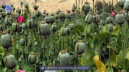 کشت مخدر داخل کشور؛ مسئولان درگیر بررسی، سودجویان مشغول برداشت! 