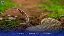 جدیدترین آنتی‌زهر برای کشنده‌ترین نیش‌های مار کشف شد