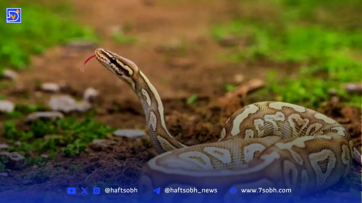 جدیدترین آنتی‌زهر برای کشنده‌ترین نیش‌های مار کشف شد