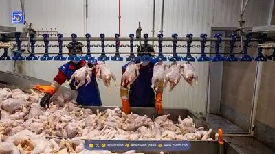 بازار ملتهب پروتئین | سایه سنگین مافیای نهاده‌ها بر سفره مردم 