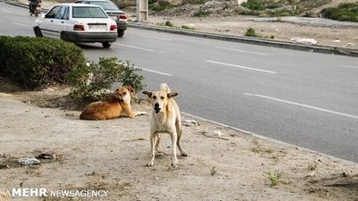 حمله سگ نگهبان به ۱۱ شهروند مشهدی