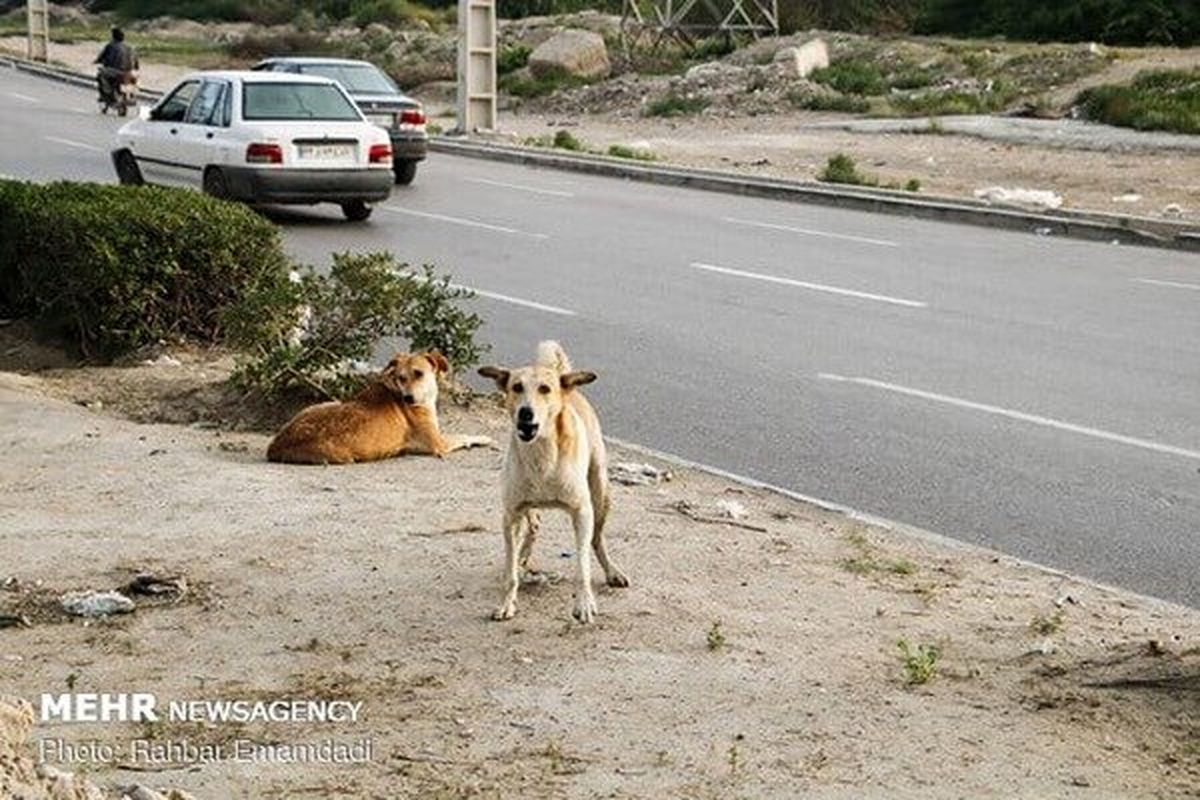 کودک ۸ ساله بر اثر حمله سگهای ولگرد جان باخت