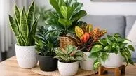 هوای خانه را تازه‌تر کنید؛ 16 گیاه آپارتمانی زیبا برای بهبود کیفیت هوا