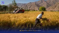 سه رؤیا برای آینده شالیزارهای جنوب