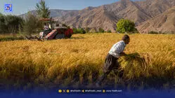 سه رؤیا برای آینده شالیزارهای جنوب