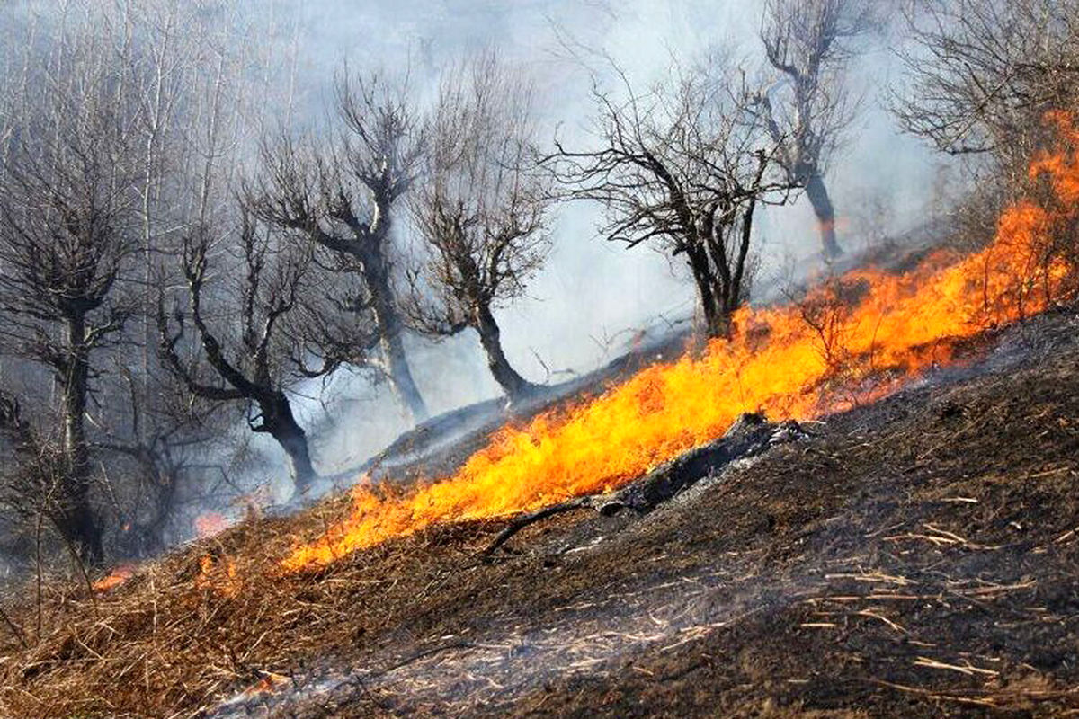 ببینید | لحظات آتش زدن عمدی جنگلهای بانه